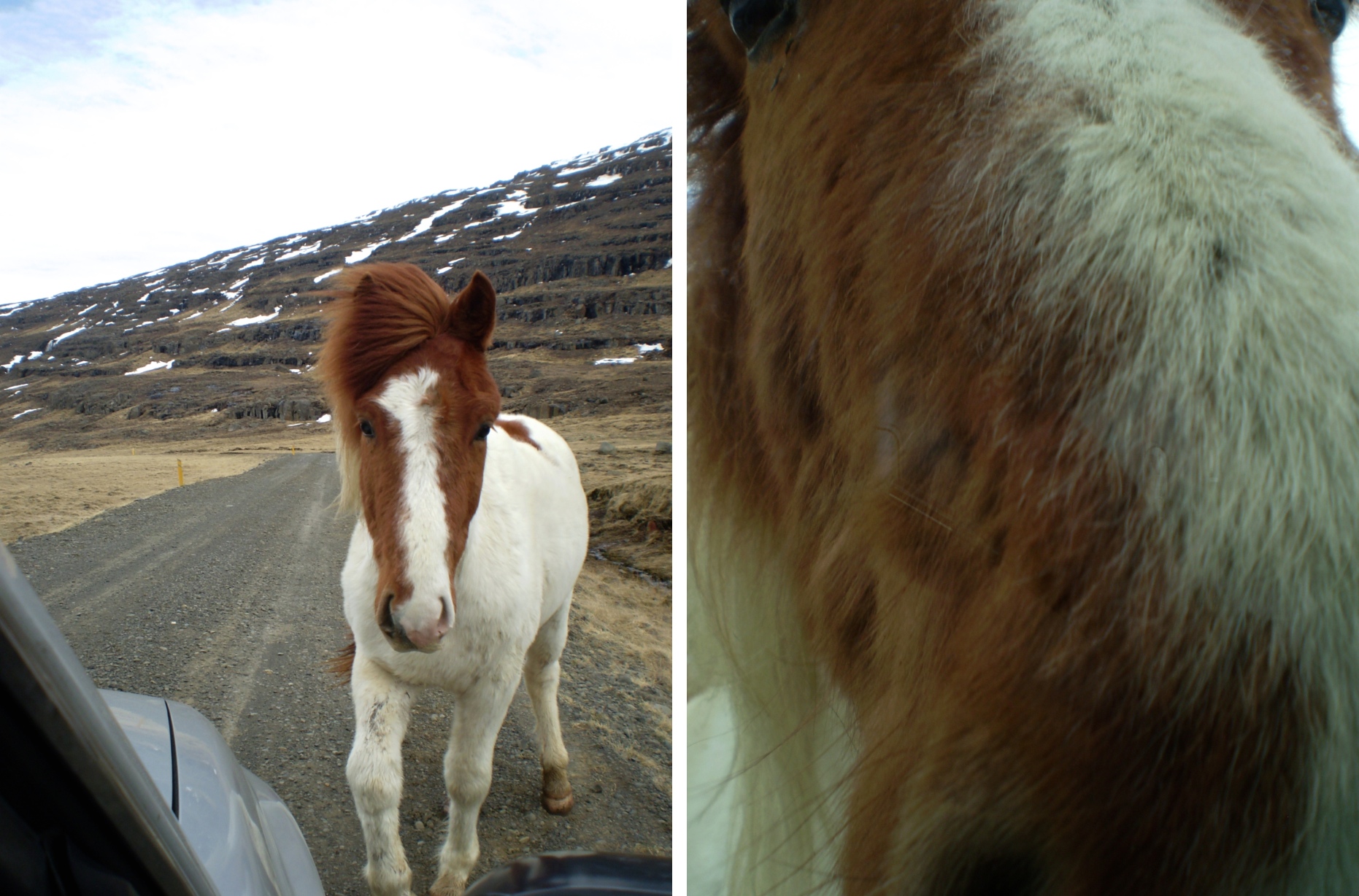 a horse gets a little bolder, approaching the car — then MUCH bolder, nuzzling against the window