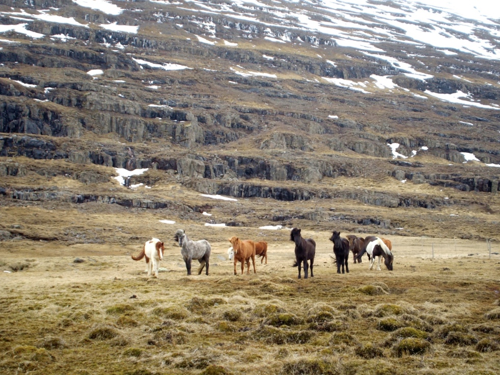 several stout horses stand in a group before a mountainside