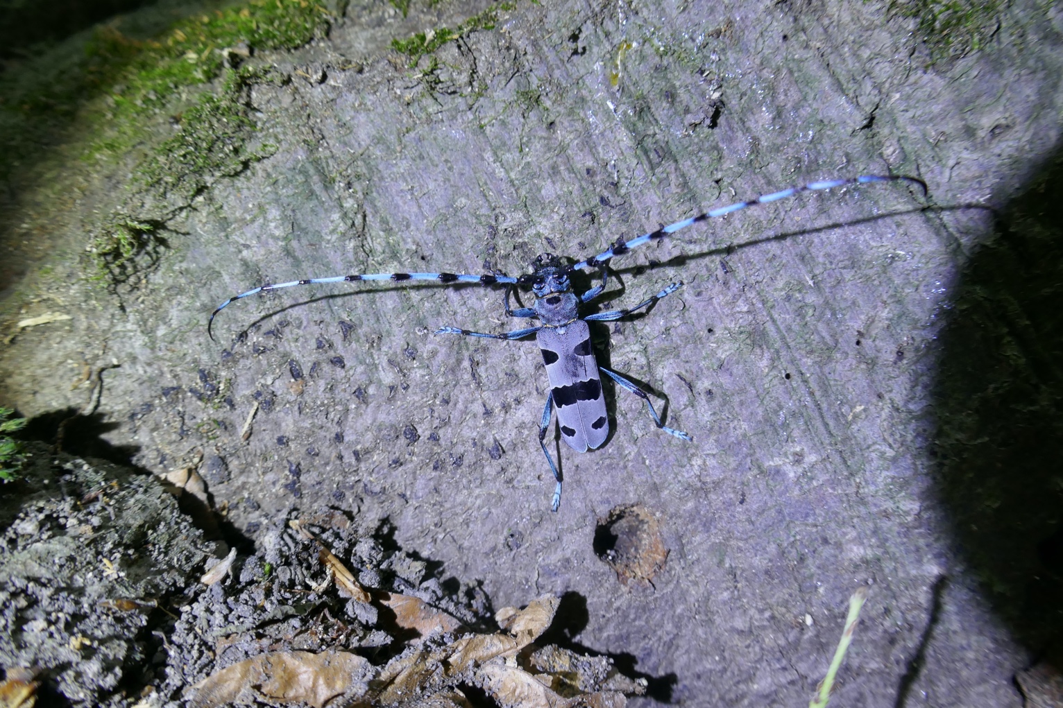 Photo of an Alpine Rosalia longhorn beetle at the base of a tree. Long, thick blue and black striped antennae, each as long as the beetle itself. A long rectangular body, blue with black markings